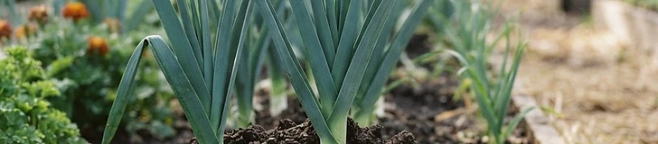 A close-up view of a gardener's hands gently pulling dark soil up around the white, tender base of young green leek stalks in a raised bed.