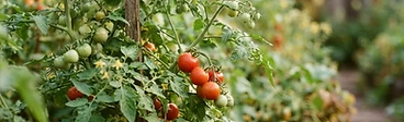 Two tomato plants side-by-side in a garden bed, with one plant in a short cage and the other climbing a tall wooden trellis.
