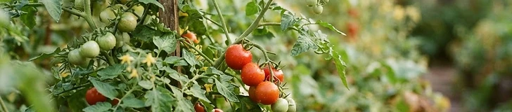 Two tomato plants side-by-side in a garden bed, with one plant in a short cage and the other climbing a tall wooden trellis.