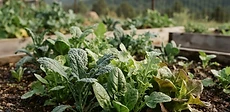 A raised garden bed filled with lush green kale and bright red radishes in a mountain valley setting with snow-capped peaks in the background.
