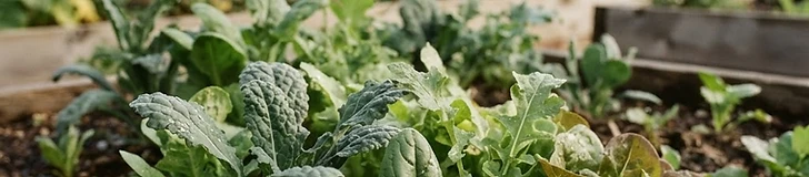 A raised garden bed filled with lush green kale and bright red radishes in a mountain valley setting with snow-capped peaks in the background.