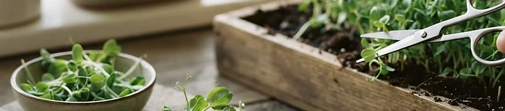 A pair of sharp kitchen scissors cutting a vibrant patch of fresh, green radish microgreens in a plastic tray.