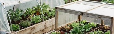 A square-foot garden bed covered with a DIY low tunnel made of clear plastic sheeting stretched over metal hoops during a sunny autumn morning.