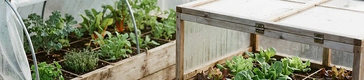 A square-foot garden bed covered with a DIY low tunnel made of clear plastic sheeting stretched over metal hoops during a sunny autumn morning.
