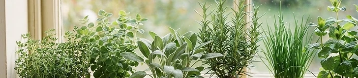 The Perennial Kitchen Garden: Herbs That Keep on Giving