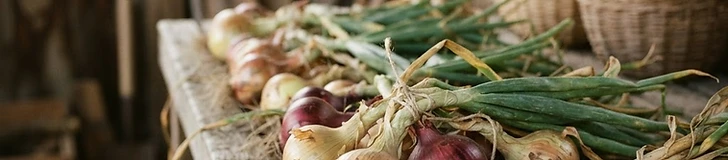 A harvest of freshly pulled onions with green tops spread out in a single layer on a wooden garden table to dry in the sun.