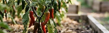 A close-up of a vibrant, bright red habanero pepper hanging from a healthy green plant in a sunny vegetable garden with dark, rich mulch at the base.