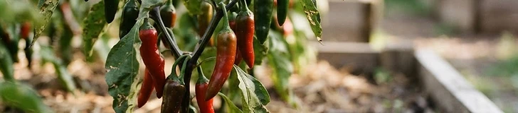 A close-up of a vibrant, bright red habanero pepper hanging from a healthy green plant in a sunny vegetable garden with dark, rich mulch at the base.