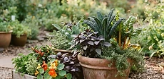 A collection of terracotta and glazed ceramic pots arranged on a patio, containing a lush mix of red peppers, bright green herbs, and trailing strawberries.