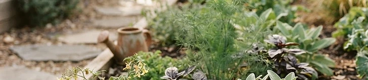 A young child touching the soft, fuzzy leaves of a lamb's ear plant in a raised garden bed during a bright, sunny day.