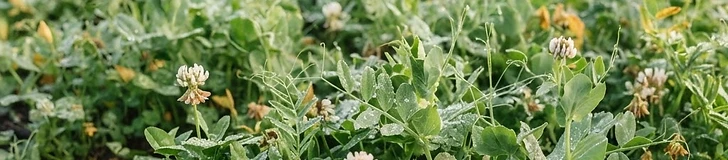 A close-up of vibrant green clover leaves and small white flowers growing in a garden bed with small nitrogen-fixing root nodules visible on a pulled plant.