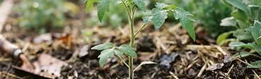 A gardener carefully placing a small vegetable seedling into a prepared garden bed with sunlight filtering through nearby trees.