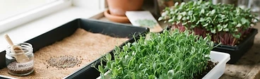 Mastering Microgreens: A Home Gardener's Guide to Success