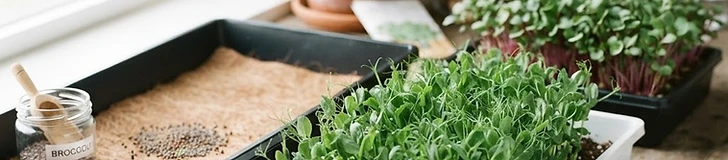 Mastering Microgreens: A Home Gardener's Guide to Success