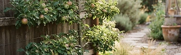 A young apple tree with green leaves and small ripening fruits planted in a garden bed surrounded by colorful perennial flowers.