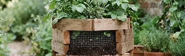 A wire mesh cylinder filled with soil and lush green potato vines sitting on a wooden deck.