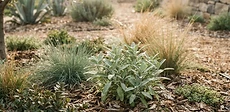 A close-up view of dark wood chip mulch surrounding a young drought-tolerant shrub in a sunlit garden bed.