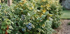 A thick, healthy hedge of blueberry bushes laden with ripe blue fruit in a sunny suburban backyard, providing a dense green wall.