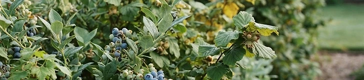 A thick, healthy hedge of blueberry bushes laden with ripe blue fruit in a sunny suburban backyard, providing a dense green wall.