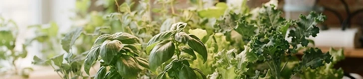 Sunlight in a Box: Optimizing Light and Climate for Your Indoor Hydroponic Garden