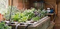 Close-up of a vibrant indoor hydroponic herb garden with purple and white LED grow lights illuminating fresh green basil and lettuce plants.