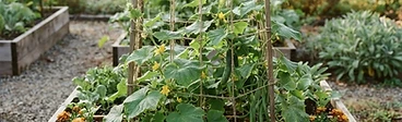A wooden square-foot garden bed features a tall, sturdy trellis with lush green pole bean vines climbing up toward the sunlight in a residential backyard.