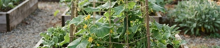 A wooden square-foot garden bed features a tall, sturdy trellis with lush green pole bean vines climbing up toward the sunlight in a residential backyard.
