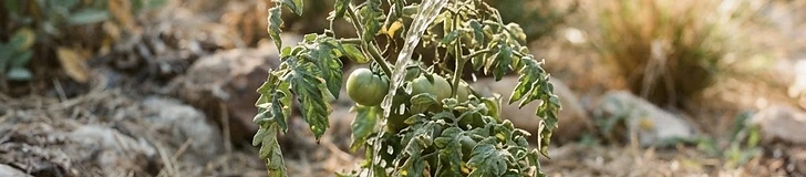 A close up of a soaker hose coiled around the base of tomato plants in a mulched raised garden bed on a bright summer day.