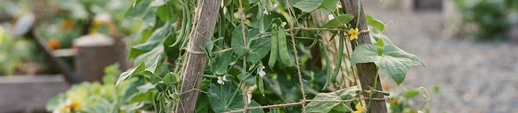 A backyard garden bed with a wooden A-frame trellis covered in healthy, green bean vines and ripening pods.