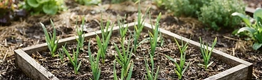 A close-up view of a gardener's hands planting garlic cloves into a square-foot garden grid made of wooden cedar planks.