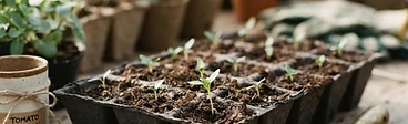 The Foundation of Success: Choosing Your Seed Starting Gear