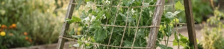 A sturdy metal cattle panel trellis standing in a raised garden bed with lush green cucumber vines climbing toward the top.
