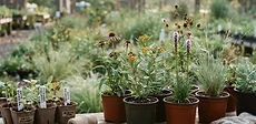 A close-up of a person's hands planting a small native wildflower plug into healthy garden soil, with a metal trowel resting nearby.