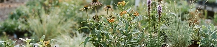A close-up of a person's hands planting a small native wildflower plug into healthy garden soil, with a metal trowel resting nearby.