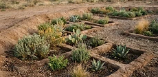 A close-up view of a garden bed with sunken soil basins and raised dirt walls, mulched with straw in a dry, sunny landscape.