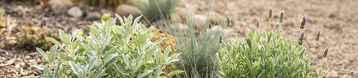 A close-up of a drip irrigation system watering a bed of lavender and ornamental grasses to demonstrate efficient garden zones.