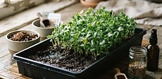 Close-up of a gardener's hands spreading tiny seeds over a dark potting mix in a shallow plastic tray for a home microgreen setup.