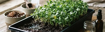 Close-up of a gardener's hands spreading tiny seeds over a dark potting mix in a shallow plastic tray for a home microgreen setup.