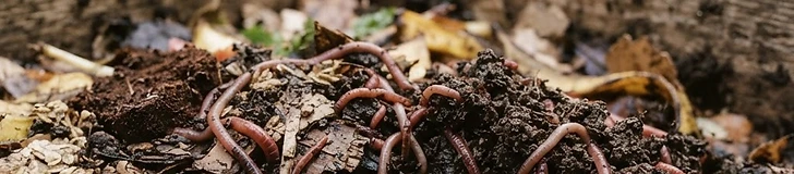 A close-up of a person's hands holding a handful of rich, dark compost bedding filled with active red wiggler worms.