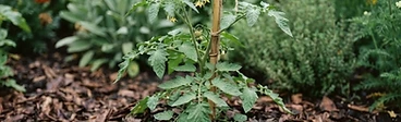 A gardener spreading dark, organic wood chip mulch around the base of green pepper plants in a raised wooden garden bed.