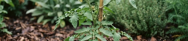 A gardener spreading dark, organic wood chip mulch around the base of green pepper plants in a raised wooden garden bed.