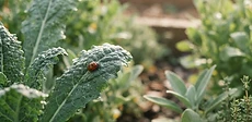 A close-up of a ladybug crawling on a green tomato leaf in a sunny garden bed.