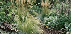 A close-up view of a garden bed featuring a mix of deep green broad-leafed plants and feathery ornamental grasses in soft golden sunlight.