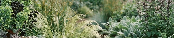 A close-up view of a garden bed featuring a mix of deep green broad-leafed plants and feathery ornamental grasses in soft golden sunlight.