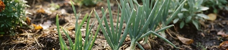 Close up of a gardener using a hand rake to turn organic compost into a neat, raised garden bed in preparation for planting.