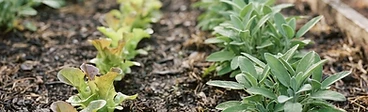 A raised garden bed with neatly spaced vegetable starts and a layer of straw mulch covering the soil.