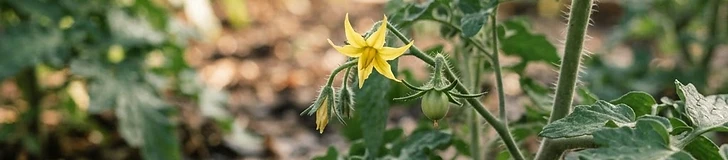 Close-up of a healthy tomato plant in a garden with vibrant yellow flowers and a few small, green developing tomatoes.
