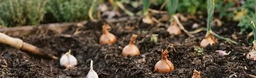 Close up of a gardener's hands planting a garlic clove into dark, fertile garden soil using a wooden ruler for precise measurement.