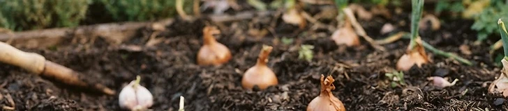 Close up of a gardener's hands planting a garlic clove into dark, fertile garden soil using a wooden ruler for precise measurement.