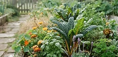 A raised garden bed overflowing with bright orange marigolds, purple basil, and green kale leaves growing side by side in a sunny suburban backyard.